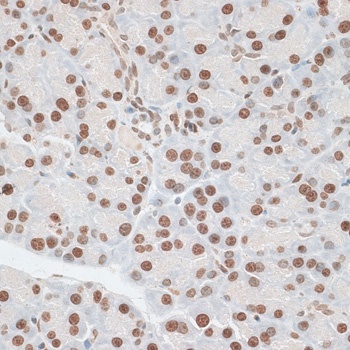 ZNF177 Antibody