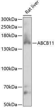 ABCB11 Antibody