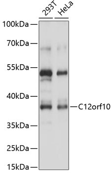 C12orf10 Antibody