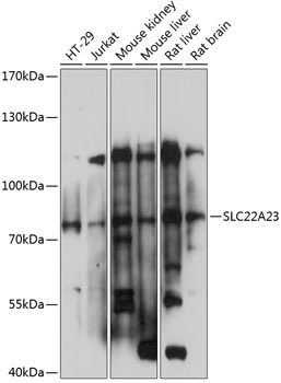SLC22A23 Antibody