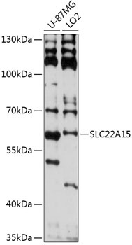 SLC22A15 Antibody