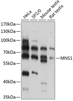 MNS1 Antibody