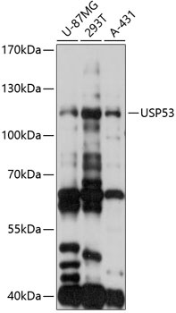 USP53 Antibody