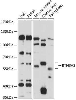 BTN3A3 Antibody
