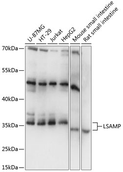 LSAMP Antibody