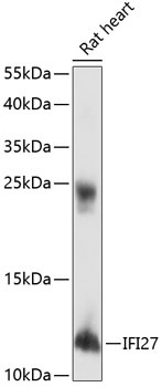 IFI27 Antibody