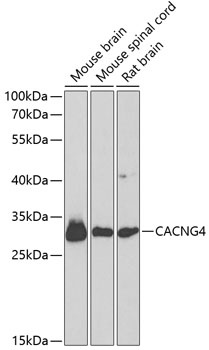CACNG4 Antibody