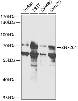 ZNF264 Antibody