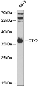 OTX2 Antibody