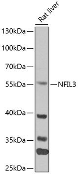 NFIL3 Antibody