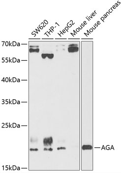 AGA Antibody