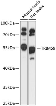 TRIM59 Antibody