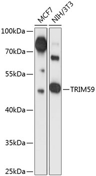 TRIM59 Antibody