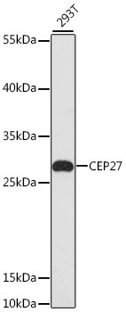 CEP27 Antibody
