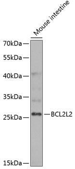 BCL2L2 Antibody
