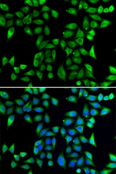 DNAJA3 Antibody