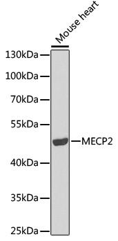 MECP2 Antibody