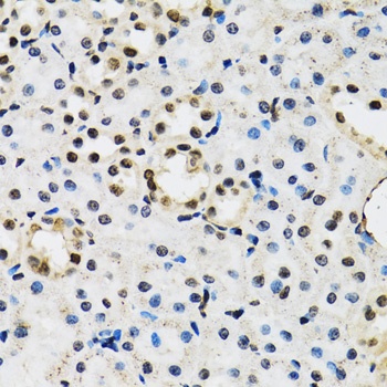 JADE1 Antibody