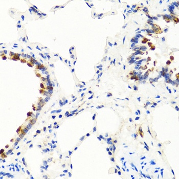 NTF3 Antibody