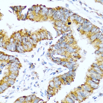 GCG Antibody