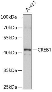 CREB1 Antibody