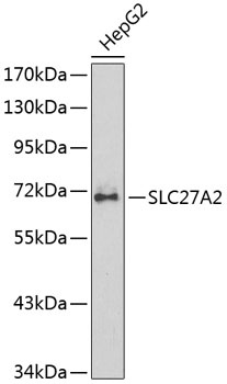 SLC27A2 Antibody