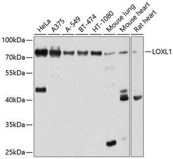 LOXL1 Antibody