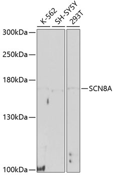 SCN8A Antibody