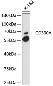 CD300A Antibody