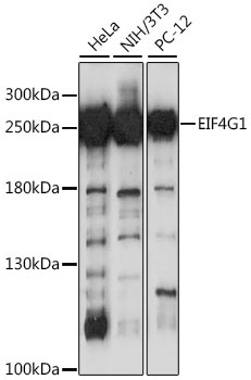 EIF4G1 Antibody