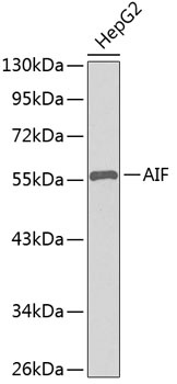 AIFM1 Antibody