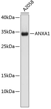 ANXA1 Antibody