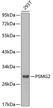 PSMG2 Antibody