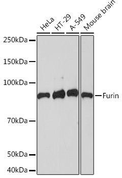 Furin Antibody [1PN6N8]
