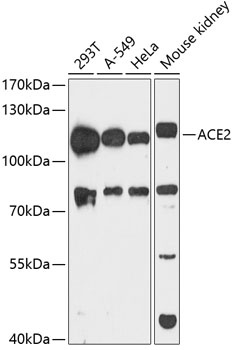 ACE2 Antibody, Monoclonal