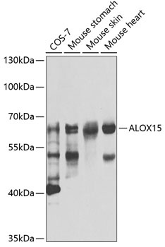 ALOX15 Antibody
