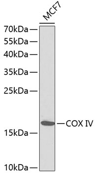 COX IV Antibody