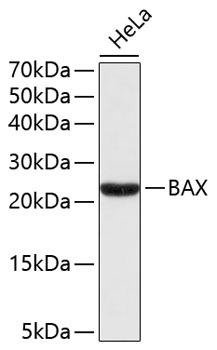 BAX Antibody