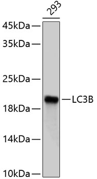 MAP1LC3B Antibody