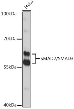 SMAD2/SMAD3 Antibody