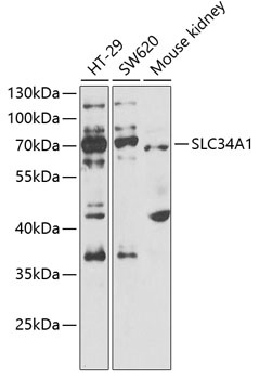 SLC34A1 Antibody