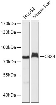 CBX4 Antibody