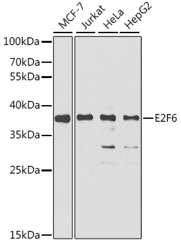 E2F6 Antibody