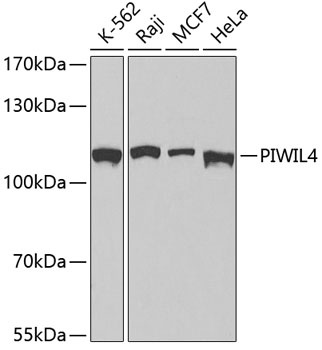 PIWIL4 Antibody