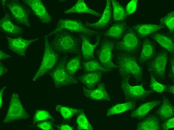 XRCC2 Antibody