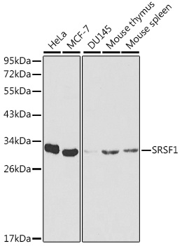 SRSF1 Antibody