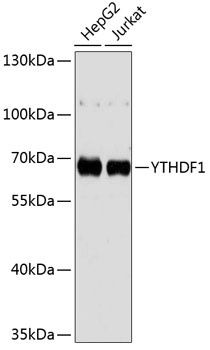 YTHDF1 Antibody