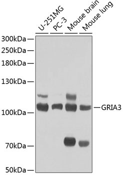 GRIA3 Antibody