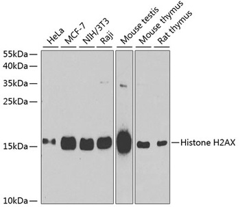 Histone H2AX Antibody