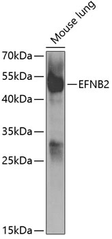 EFNB2 Antibody